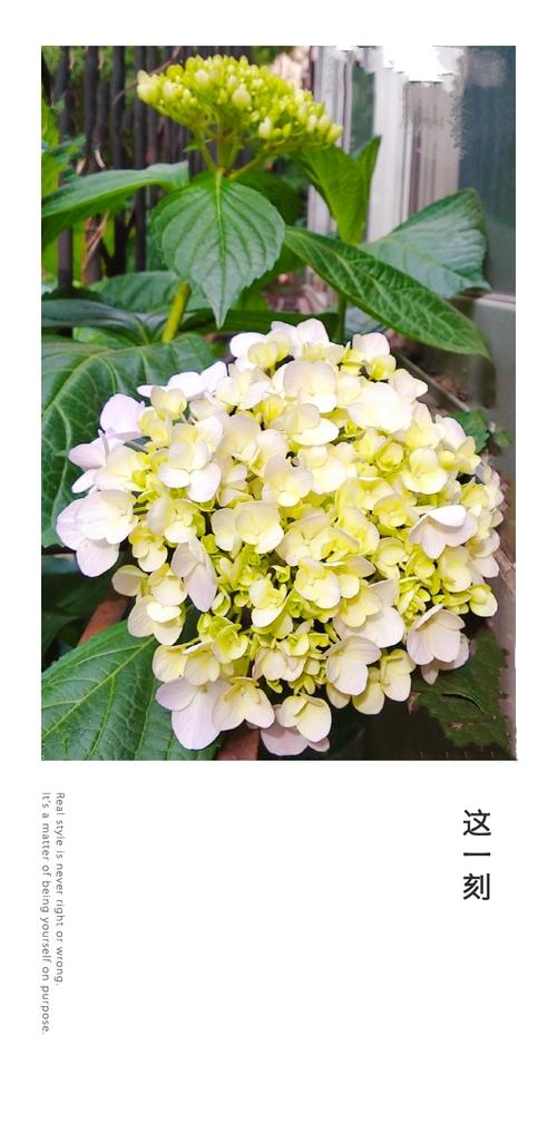 我家的绣球花