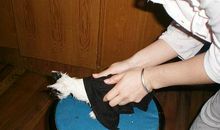 “我”的收养记