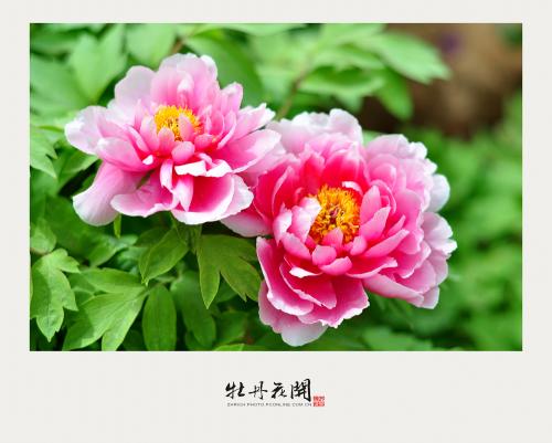 牡丹花朵