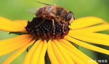 假如我是只蜜蜂