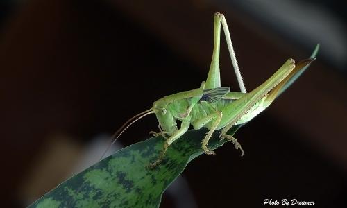 小蚱hopper