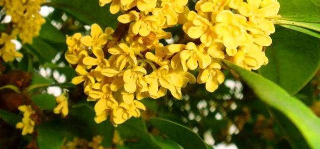 我的桂花情结