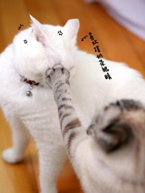 我喜欢猫