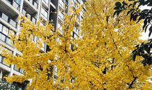 面对银杏我流泪了