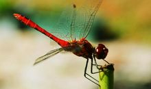 大自然的启示之蜻蜓