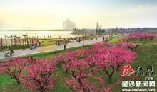 留在我记忆深处的一墙绿意