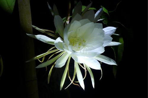 主显节的魅力