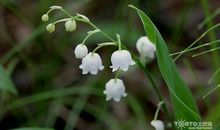 心田上的铃兰花