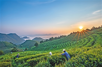 茶园的故事