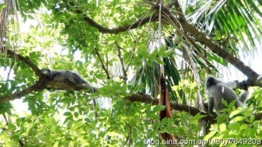 神奇的雨林冒险之旅