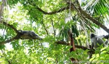 神奇有热带雨林探险之旅