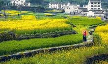 我家乡的油菜花