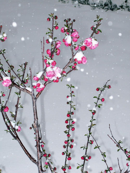 春天的雪