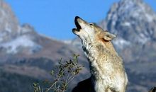 观《狼图腾》有感