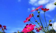 生命是一朵坚韧的花