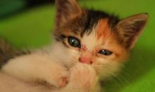 一只猫进入了我的视线