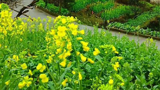 故乡菊花