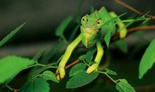 变色龙——老妈