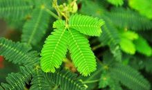 由含羞草想到的