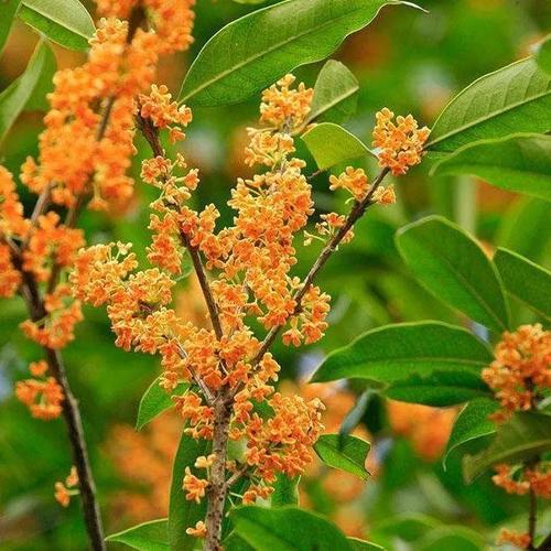 美丽的桂花
