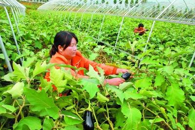 茄子采摘