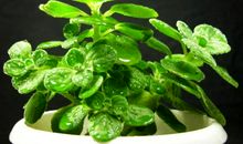 碰碰香的的秘密