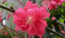 人间处处有春天