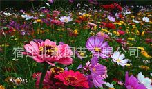种野花