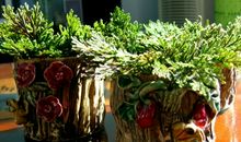 小小的植物，伟大的生命