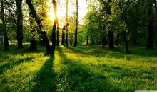 森林我爱你的绿色