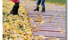 掬一捧明月沏茶