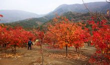 秋游淮安森林公园