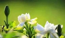 一路成长一路栀子花香