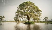 我种下的习惯树