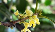 小径·烟雨·桂花