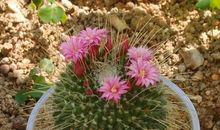 我最喜欢仙人球