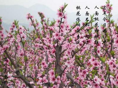 美丽的桃树