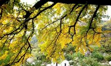 银杏树下的童年