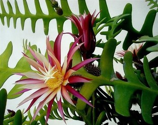 记忆最深刻的是四个季节的叶子