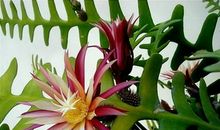 最忆是四季的叶