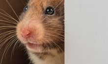 致天堂里的小仓鼠