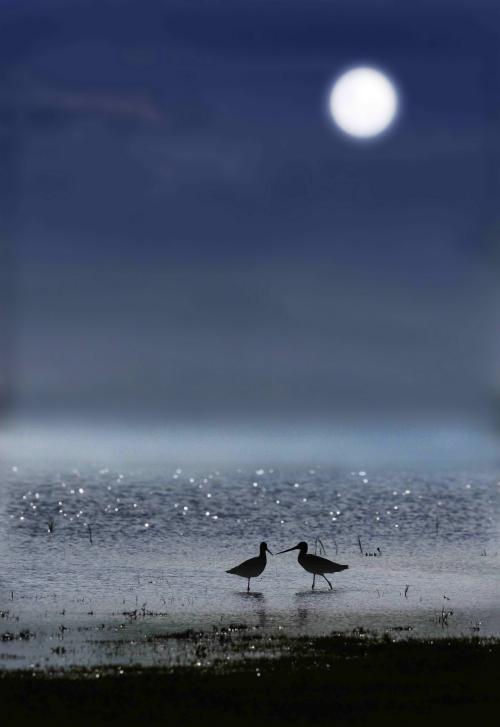 月夜漫游