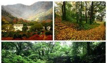 游浙东的西双版纳