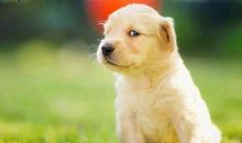 机智勇敢的小狗