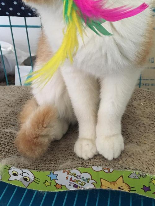 小猫观察