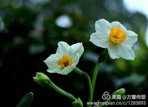 苏洁和雅致的水仙花