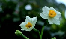 素洁清雅水仙花