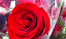 一朵玫瑰的自述