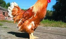 与公鸡的一次亲密接触