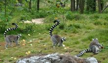 长沙生态动物园游记